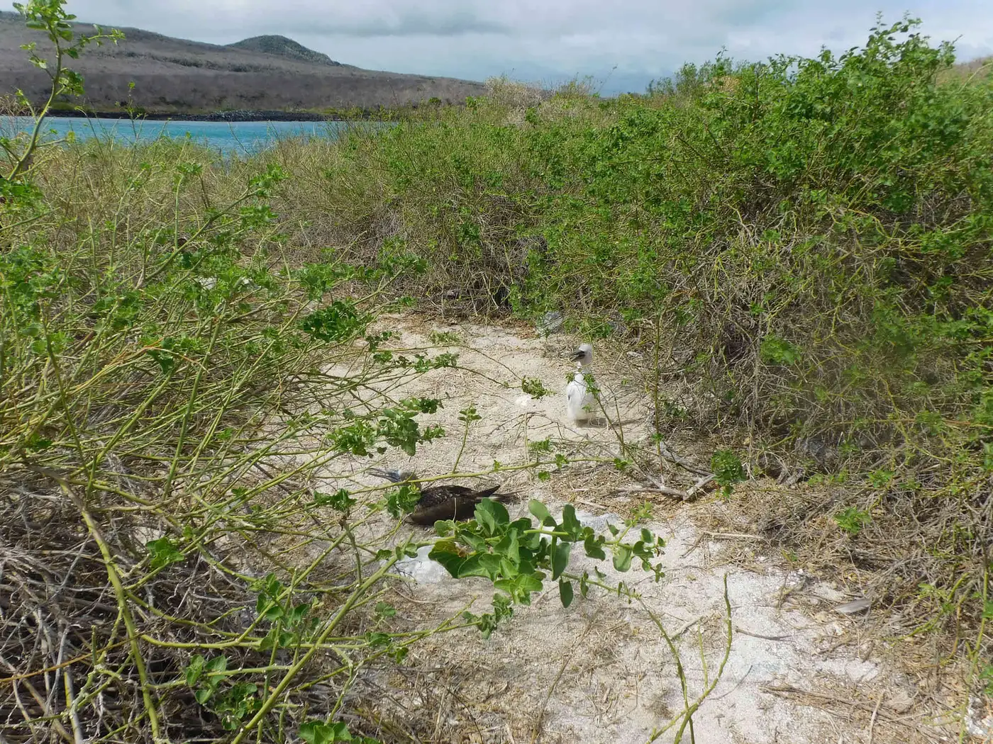 Isla Lobos 5